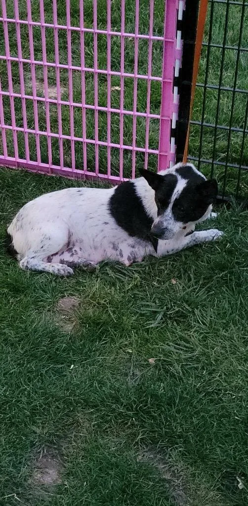 A baby small-sized female Australian Cattle Dog / Blue Heeler dog named Spring for adoption in Indianapolis, IN