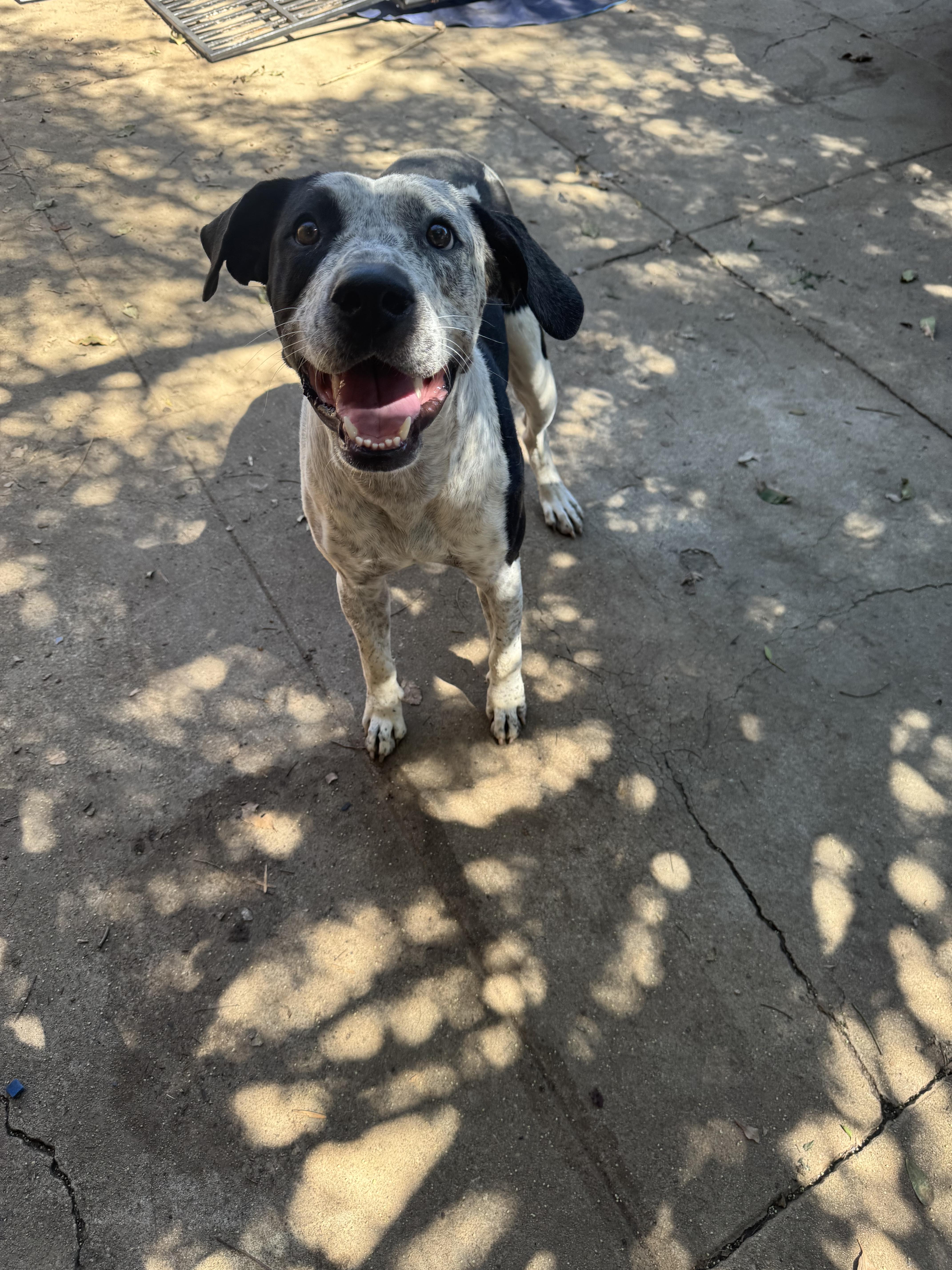 A young large-sized female Harlequin Pit Bull Terrier dog named Penelope for adoption in Claremont, CA