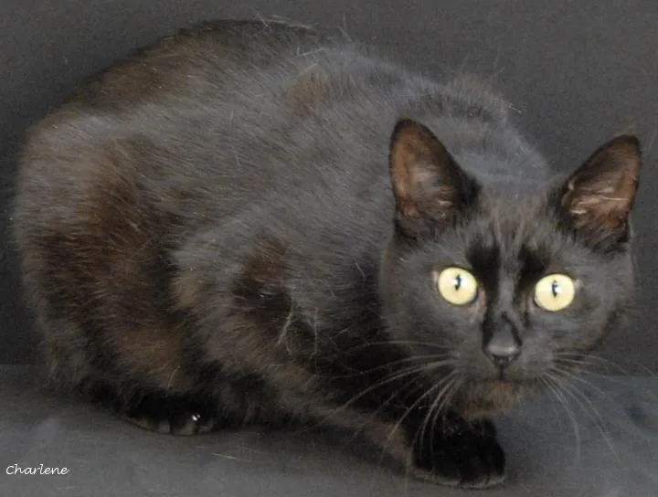 An adult medium-sized female Black Domestic Short Hair cat named Juice Box for adoption in Newland, NC