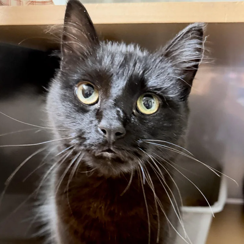 A baby medium-sized male Black Domestic Medium Hair cat named Sombrero for adoption in Oakland, CA