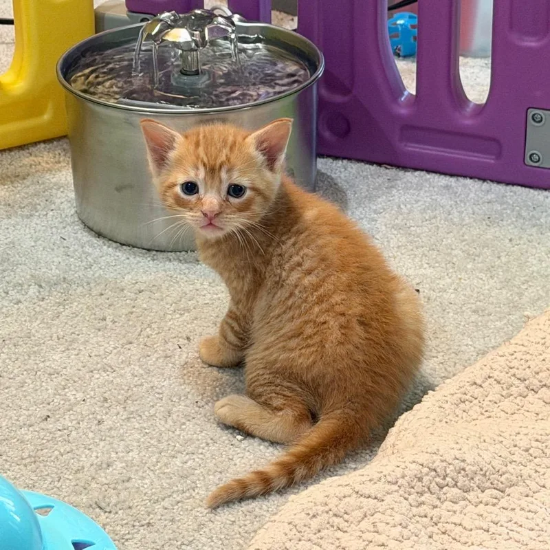 A baby small-sized male Orange / Red Domestic Short Hair cat named Orville for adoption in Reisterstown, MD