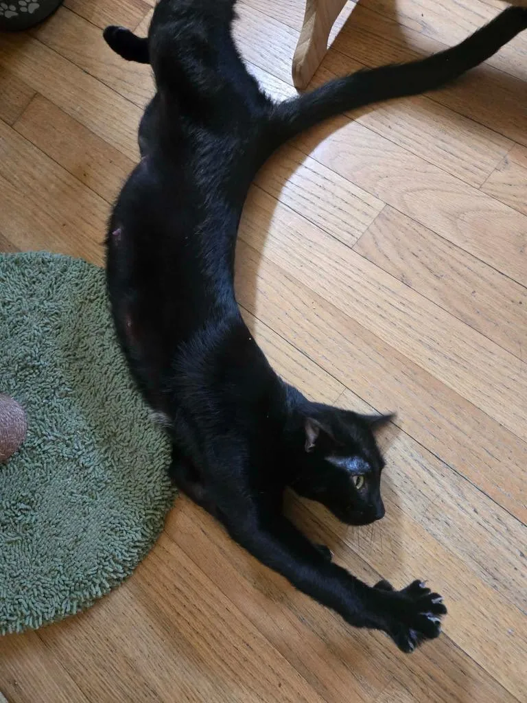A young medium-sized female Domestic Short Hair cat named Luna Starburst for adoption in Fond Du Lac, WI