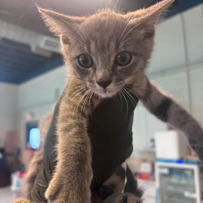 A baby small-sized female Gray / Blue / Silver Domestic Short Hair cat named Hot Chocolate for adoption in Huntington, WV
