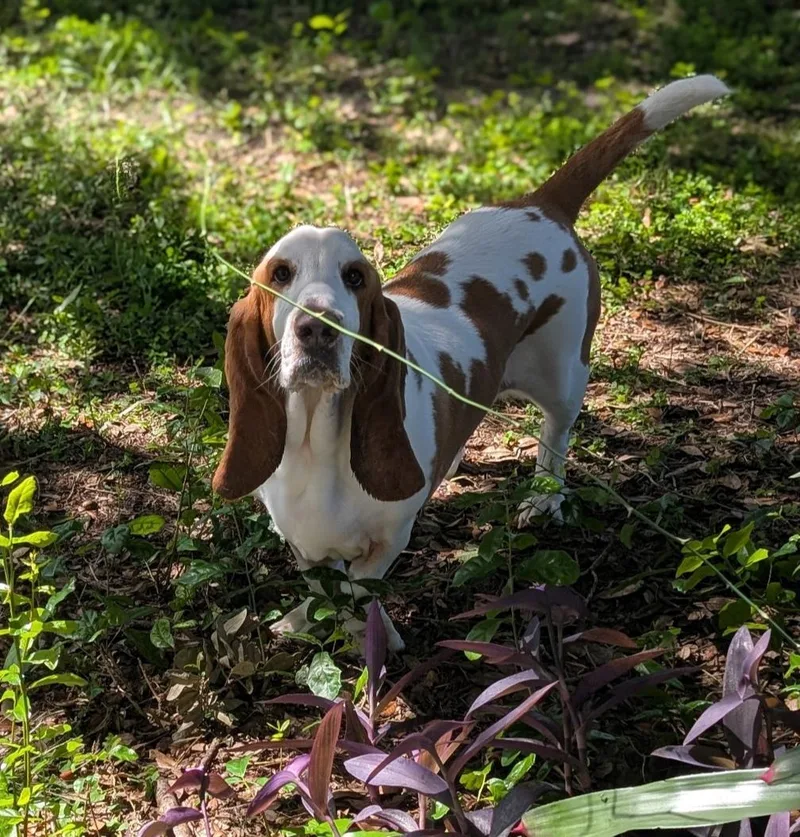 A young medium-sized male Red / Chestnut / Orange Basset Hound dog named Ricky for adoption in Auburndale, FL