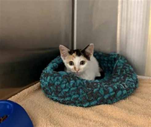 A baby medium-sized female Domestic Short Hair cat named Matilda for adoption in Huntsville, AL
