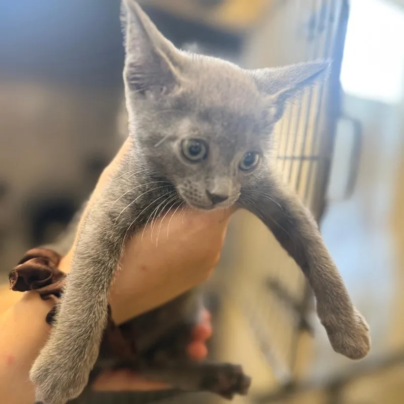 A baby small-sized male Gray / Blue / Silver Domestic Short Hair cat named Sully for adoption in New Fairfield, CT