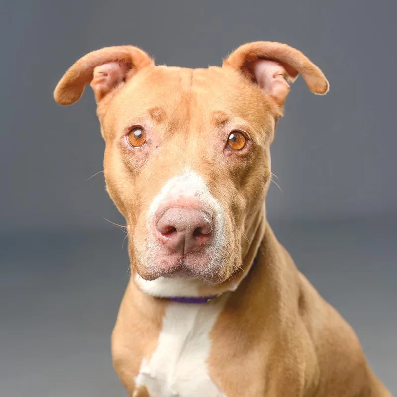 A senior large-sized female Yellow / Tan / Blond / Fawn Pit Bull Terrier dog named Daisy Mae for adoption in Palm Springs, CA