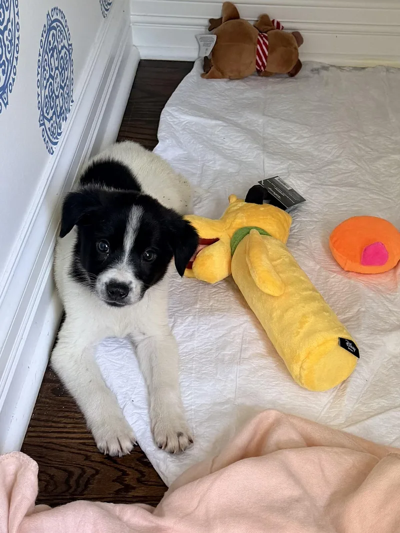 A baby small-sized male White / Cream Terrier dog named Spaghetti for adoption in Plainfield, IL