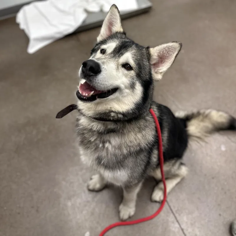 An adult large-sized male Gray / Blue / Silver Husky dog named Coyote for adoption in Chattanooga, TN