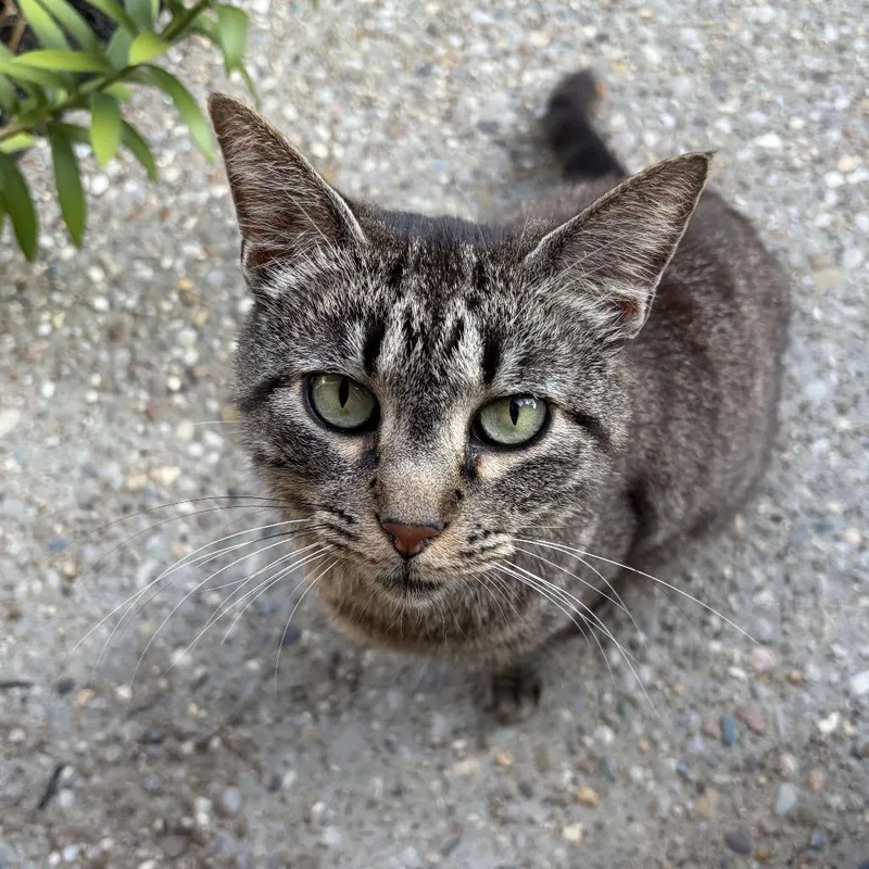 An adult medium-sized male Brown / Chocolate Domestic Short Hair cat named Xbox for adoption in Louisville, KY