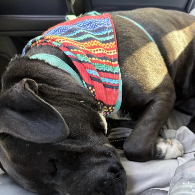 Zeus