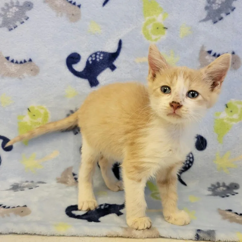 A baby small-sized male Orange / Red Domestic Short Hair cat named Pringles for adoption in Austin, TX