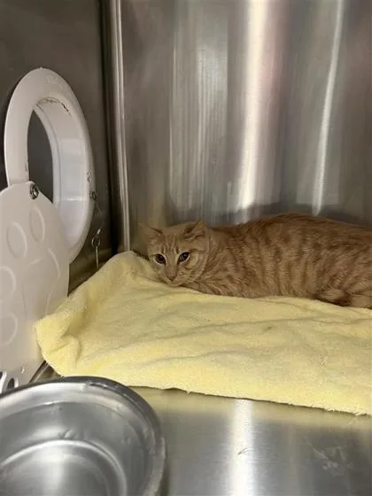 An adult small-sized male Domestic Short Hair cat named Eagle for adoption in West Chester, PA