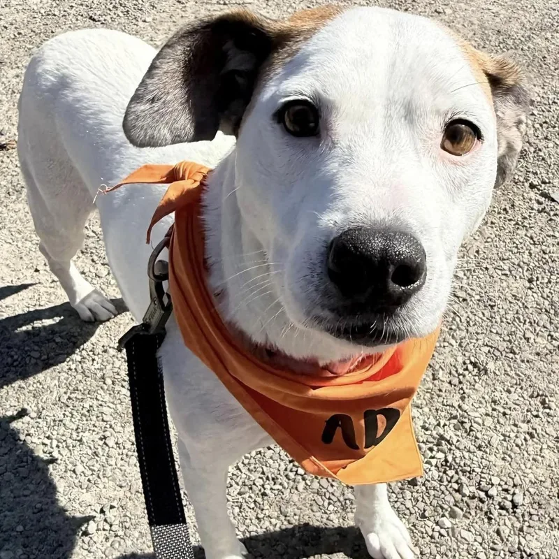 A young medium-sized female Jack Russell Terrier dog named Sugar for adoption in Brockport, NY