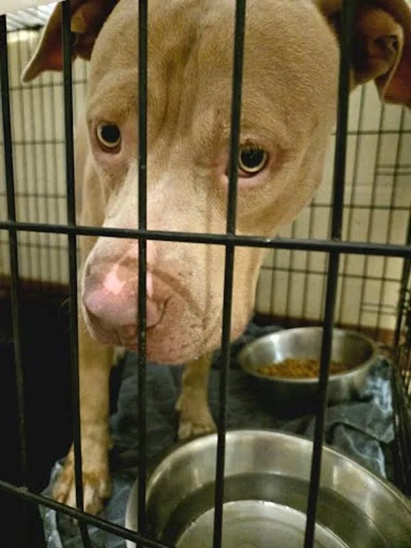 A young large-sized male Mixed Breed dog named Icarus for adoption in Austin, TX