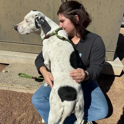 An adult medium-sized female White / Cream Dalmatian dog named Mary for adoption in El Paso, TX
