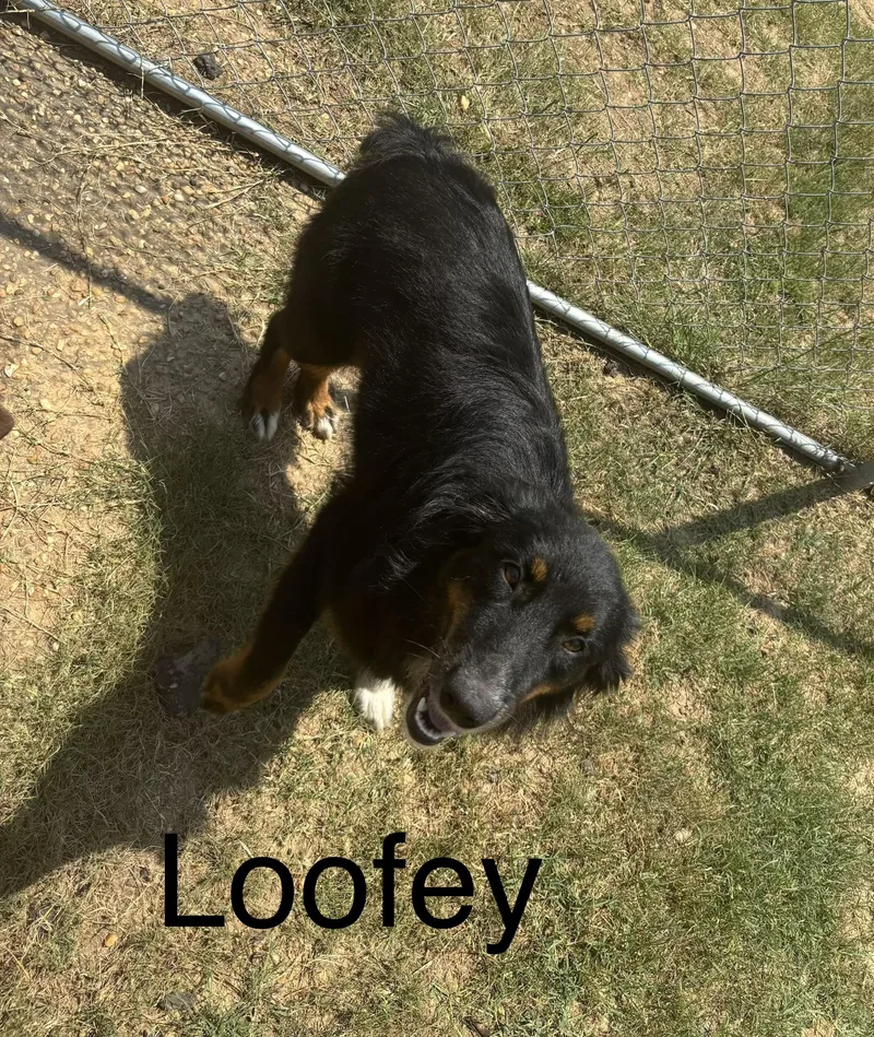 An adult medium-sized male Australian Shepherd dog named Loofey for adoption in Zimmerman, MN