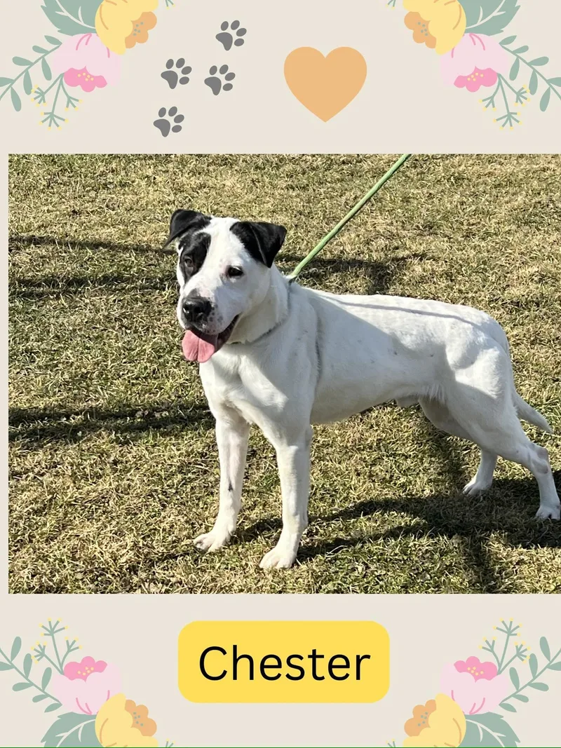 Pound Dogchester Courtesy