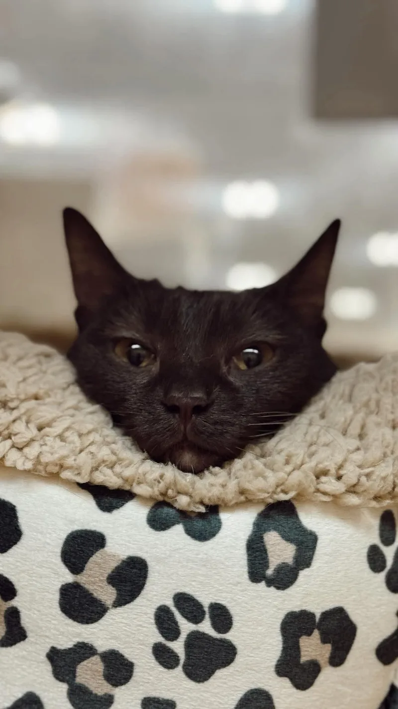 A young medium-sized female Domestic Short Hair cat named Ganache for adoption in McKinney, TX