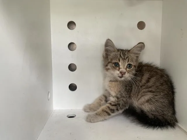 A baby small-sized male Domestic Medium Hair cat named Kreo for adoption in Ontario, CA