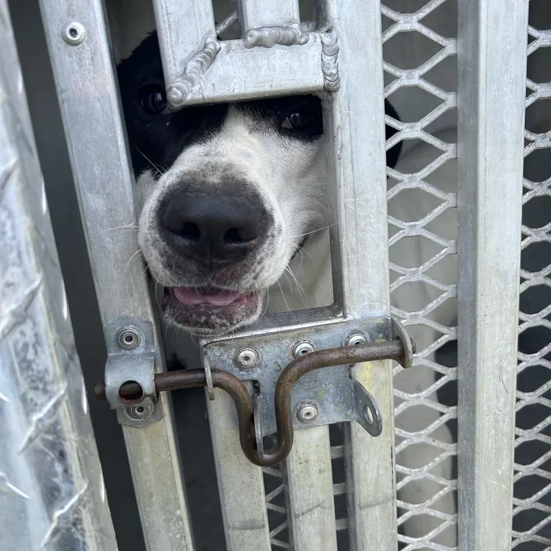 An adult medium-sized male White / Cream Mixed Breed dog named Rascal for adoption in Greensboro, NC