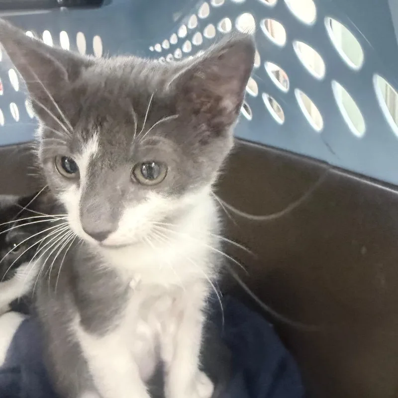A baby small-sized male Gray / Blue / Silver Domestic Short Hair cat named Chex for adoption in Jupiter, FL