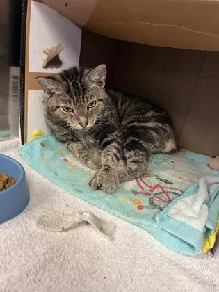 An adult small-sized female Domestic Short Hair cat named Columbia for adoption in West Chester, PA