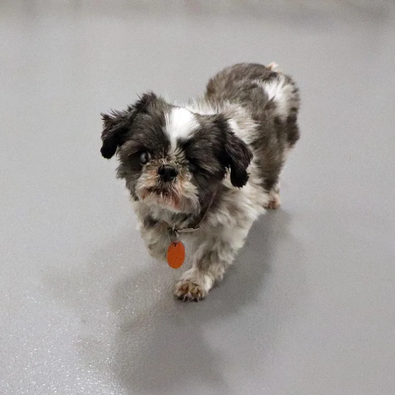 An adult small-sized female Tricolor (Brown, Black, & White) Shih Tzu dog named Stacey for adoption in Port Washington, NY