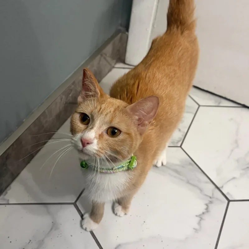 A young medium-sized female Tabby (Orange / Red) Domestic Short Hair cat named Millie for adoption in Lauderhill, FL