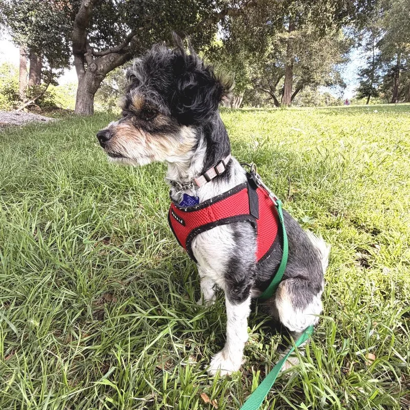 Pierre