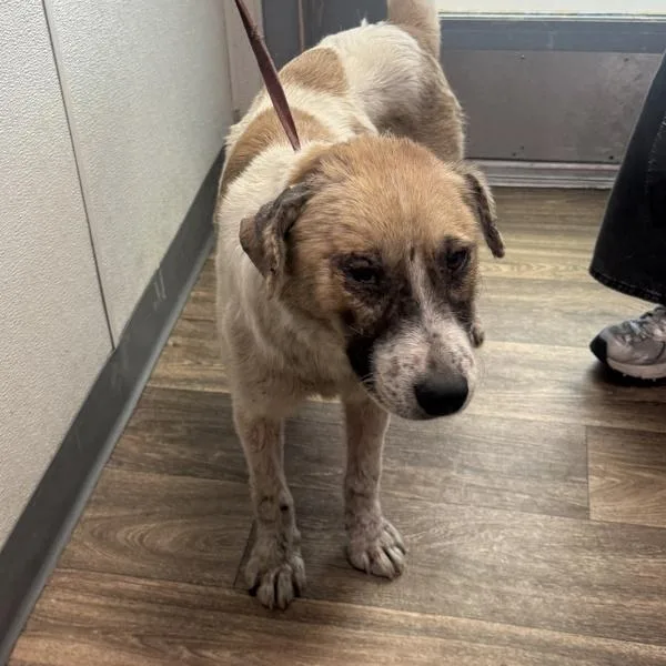 A young medium-sized male Brittany Spaniel dog named Liam for adoption in San Diego, CA