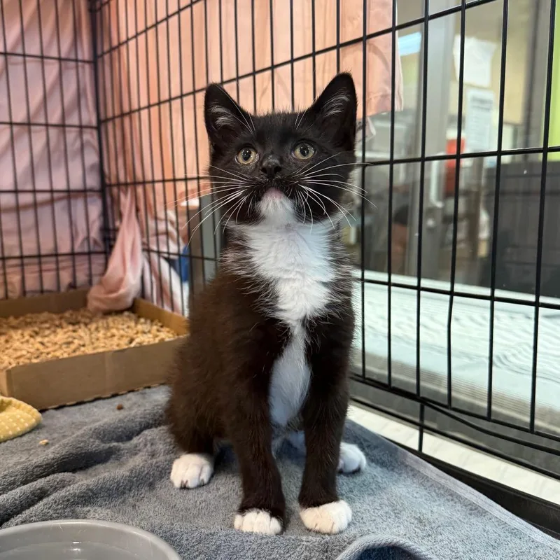 A baby small-sized male Black Domestic Short Hair cat named Baptiste for adoption in Lynchburg, VA