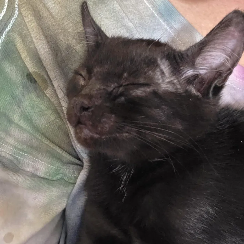 A baby small-sized female Black Domestic Short Hair cat named Kaa for adoption in Buffalo, MN