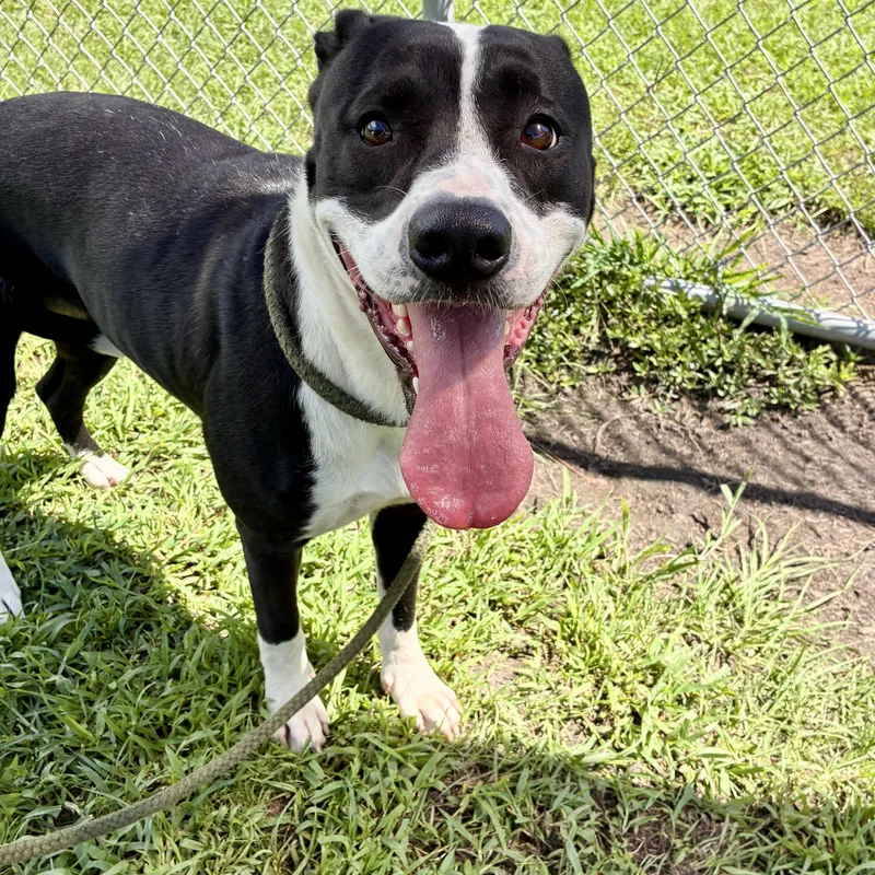 An adult medium-sized female Black Mixed Breed dog named Lucy for adoption in Myrtle Beach, SC