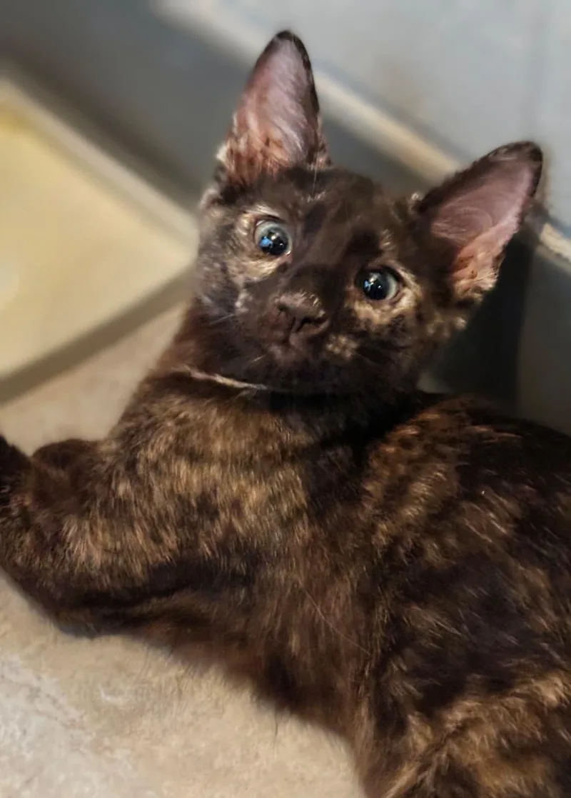 A baby medium-sized female Tortoiseshell Domestic Long Hair cat named Nezuko for adoption in Honolulu, HI