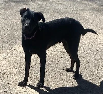 Charlie Cuddles thumbnail 2