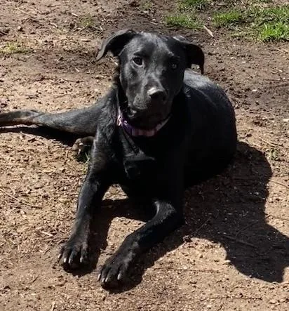 Charlie Cuddles thumbnail 3