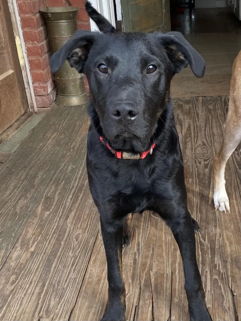 Charlie Cuddles thumbnail 4