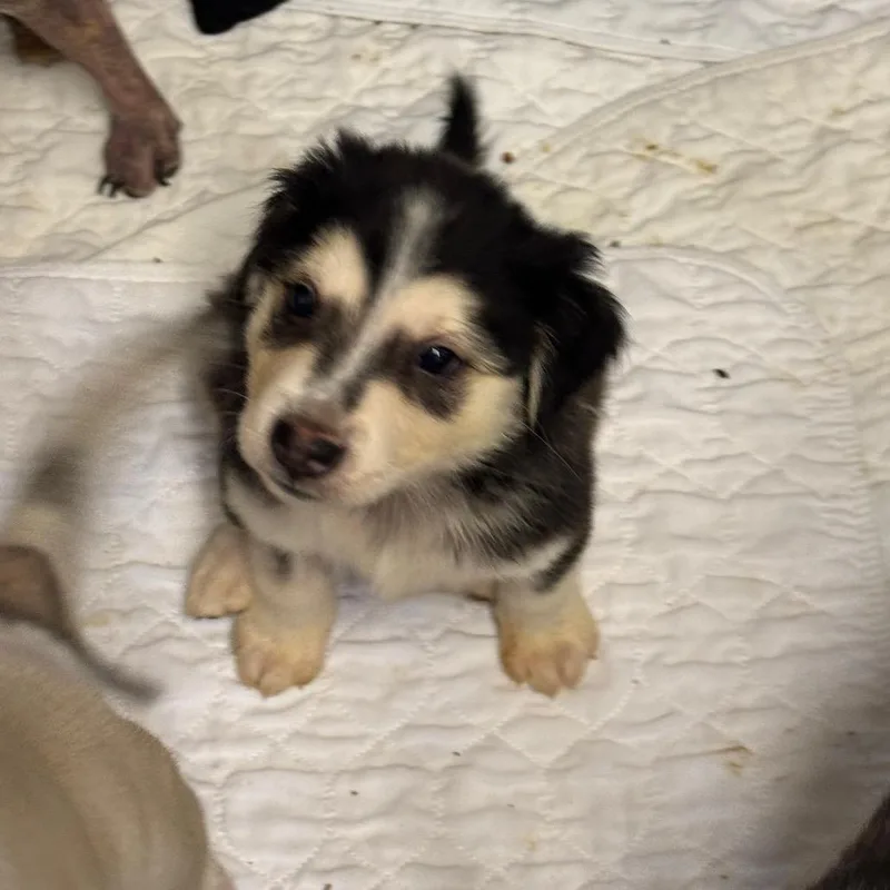 A baby medium-sized male Black Mixed Breed dog named Ivar the Boneless for adoption in Eureka Springs, AR