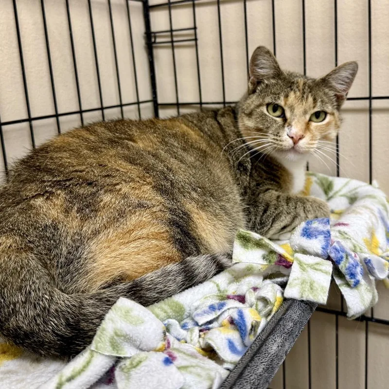An adult medium-sized female Torbie Domestic Short Hair cat named Molly for adoption in Medina, OH