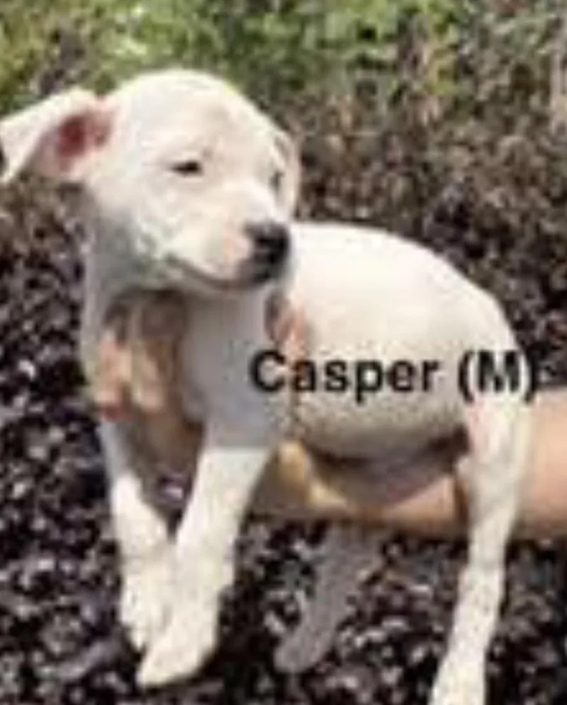 A baby medium-sized male White / Cream Labrador Retriever dog named Casper for adoption in Parma, OH