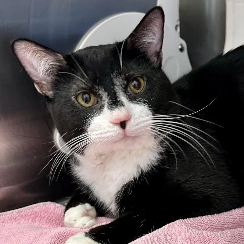 An adult medium-sized male Domestic Short Hair cat named Lord Farquar for adoption in Reisterstown, MD