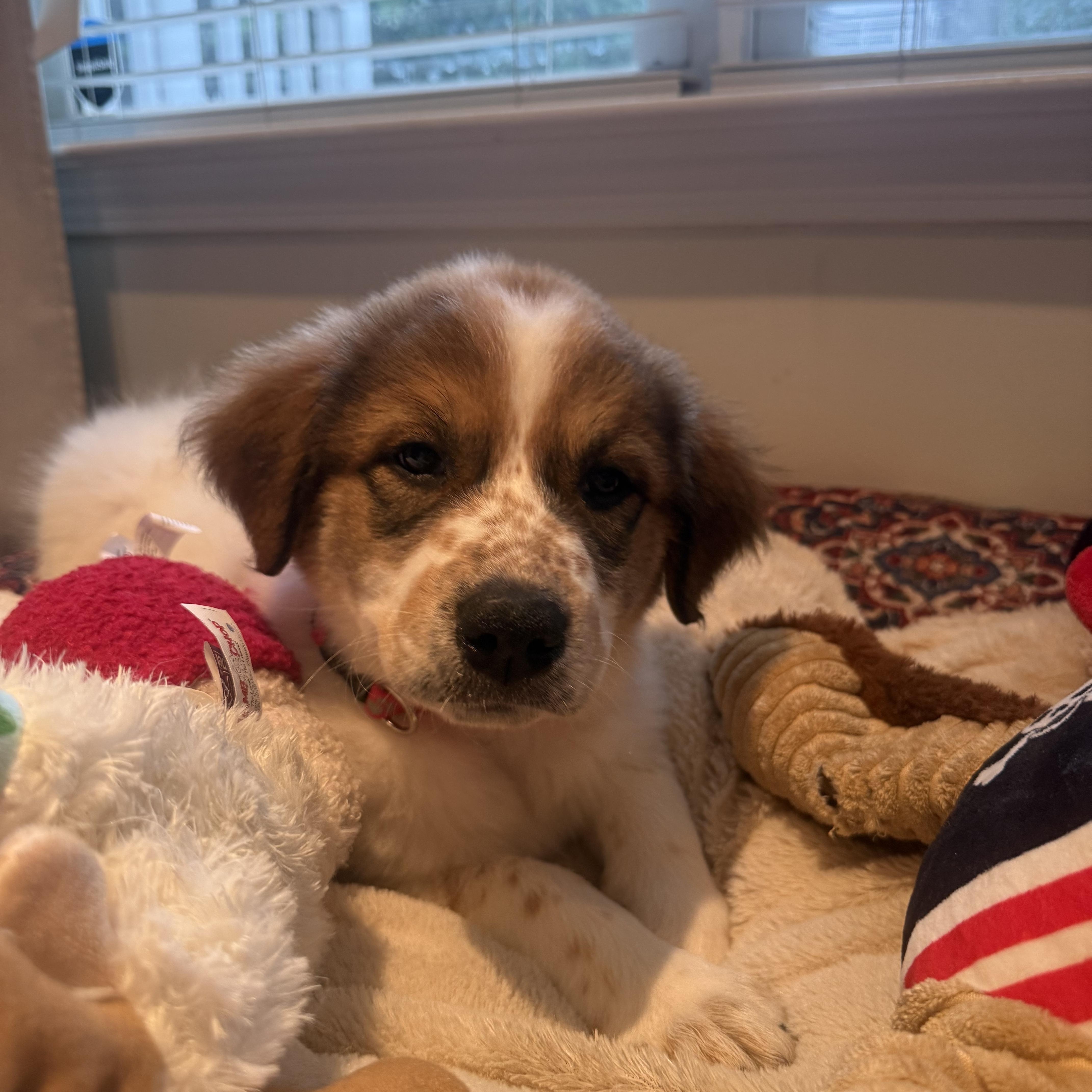 A baby large-sized female Great Pyrenees dog named Edamame for adoption in Charlotte, NC