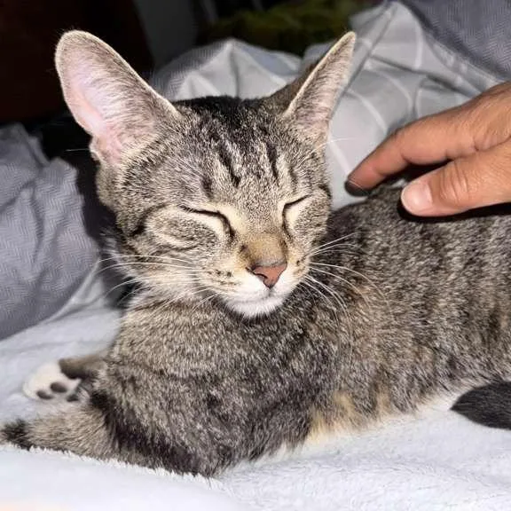 A young small-sized female Gray / Blue / Silver Domestic Short Hair cat named Bella Home to for adoption in South Elgin, IL