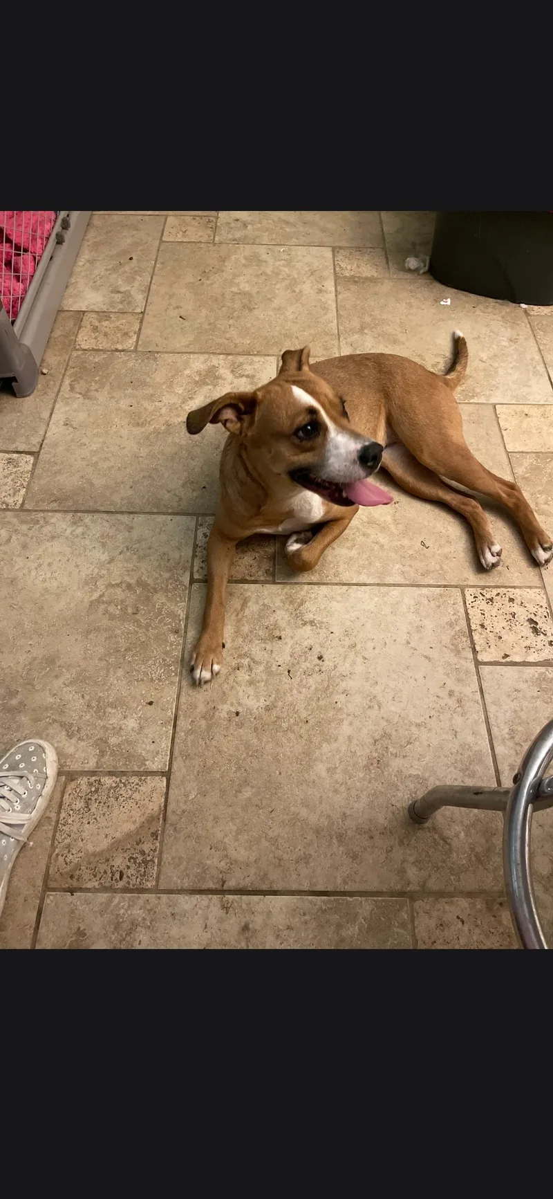 An adult medium-sized female Pit Bull Terrier dog named Buffy for adoption in Plano, TX