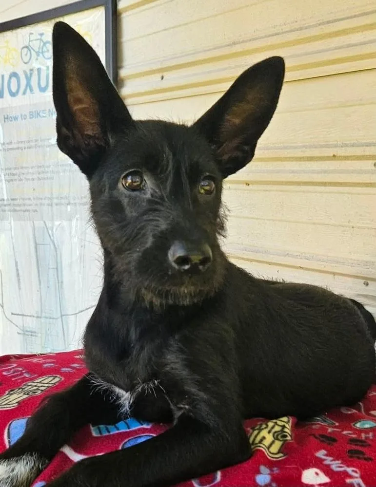 A baby medium-sized female Black Mixed Breed dog named Pica for adoption in Groveland, MA