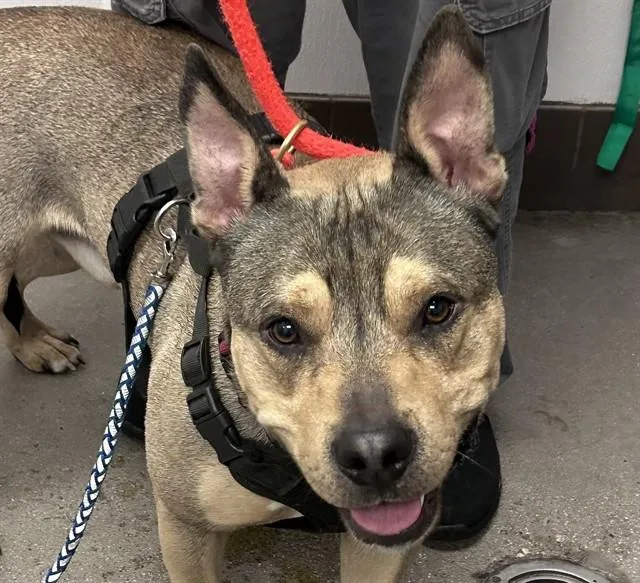 An adult large-sized male German Shepherd Dog dog named Bandit for adoption in Tucson, AZ