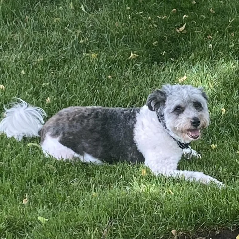 A senior medium-sized male Gray / Blue / Silver Mixed Breed dog named Merlin for adoption in Hinsdale, IL