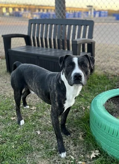 Valentino thumbnail 3