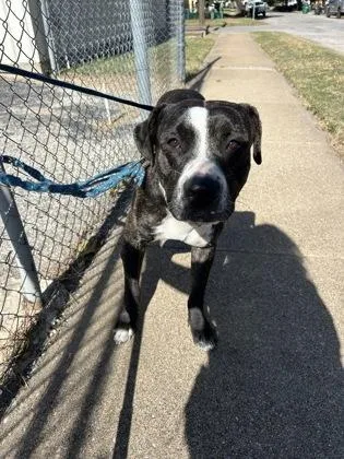 Valentino thumbnail 4